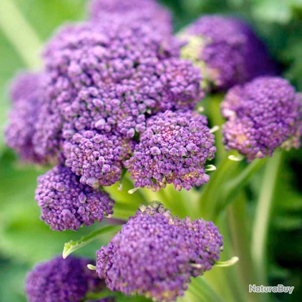 100 Graines de Brocolis Violet - jardins potager l�gumes ancien- semences paysannes reproductibles -