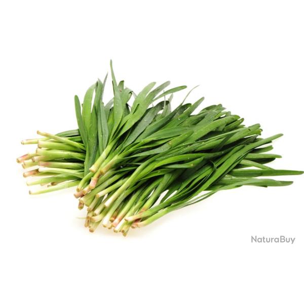 150 Graines de Ciboule de Chine - plante aromatique - l�gumes potager- semences paysannes reproducti