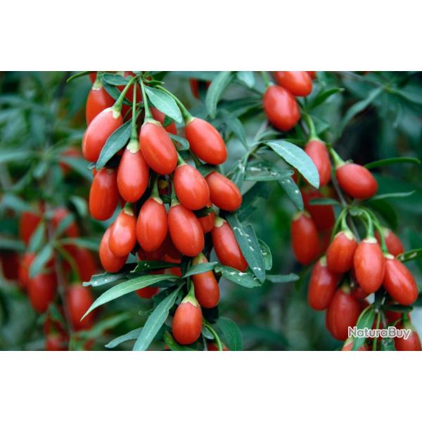 100 Graines de Goji - plante vivace- l�gumes fruit potager- semences paysannes reproductibles - Semi