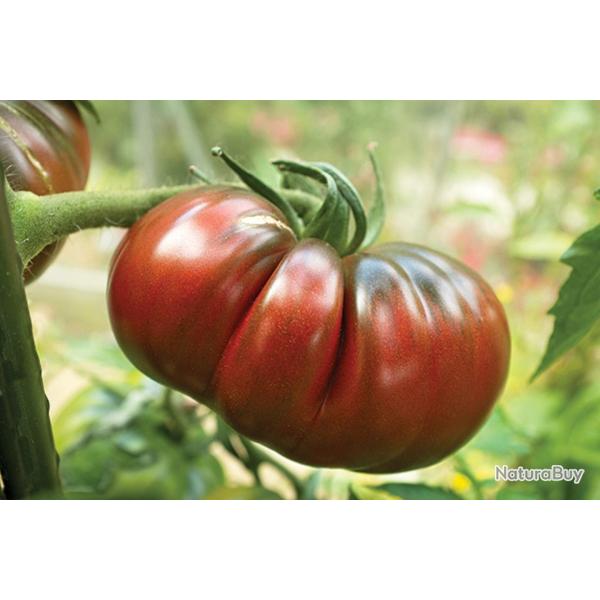 35 Graines de Tomate Noire De Crim�e (origine Fran�aise) - l�gume ancien - semences paysannes reprod