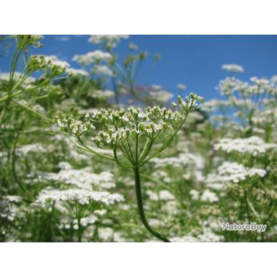 150 Semi Di Cerfoglio (Antriscus Cerefolium) – Pianta Aromatica – Semi Contadini Francesi