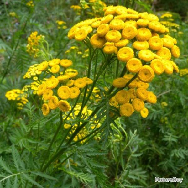 600 Graines de Tanaisie - fleurs plante amie pour traitement- semences paysannes reproductibles - Se