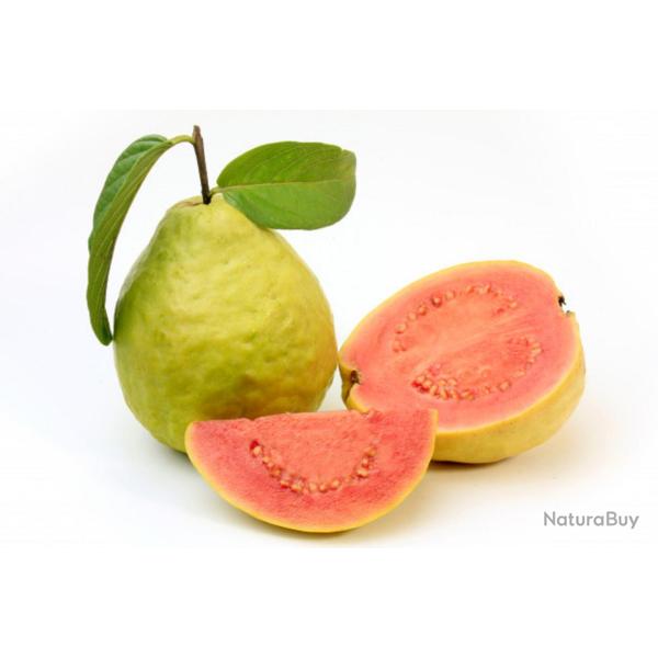 30 Graines de Goyavier- fruits plantes jardins- semences paysannes reproductibles - SemiSauvage