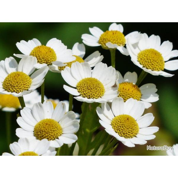 2500 Graines de Camomille Matricaire - plante aromatique m�dicinale - semences paysannes reproductib