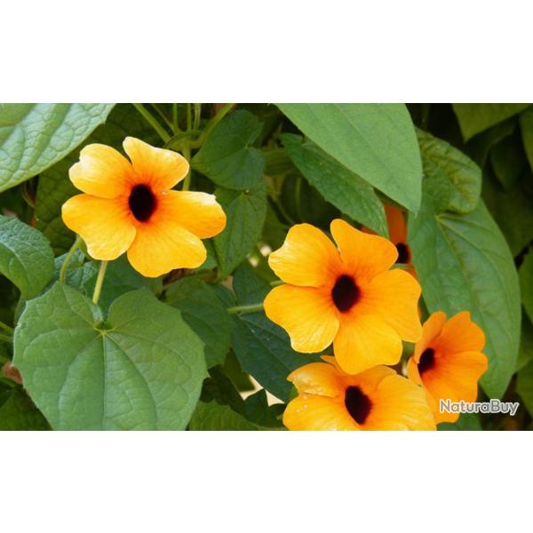 20 Graines de Suzanne aux Yeux Noirs - fleurs plante terrasse pot - semences paysannes reproductible