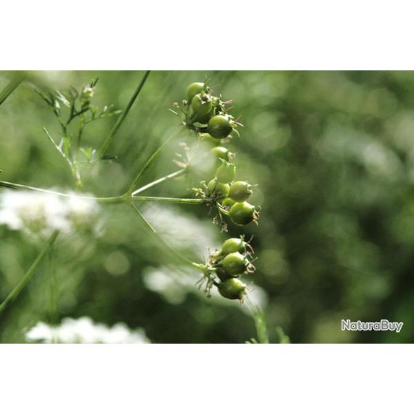 300 Graines de Coriandre - plantes aromatique jardins fleurs - semences paysannes reproductibles - S