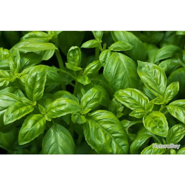 500 Graines de Basilic - plante aromatique - l�gumes jardin - semences paysannes reproductibles - Se