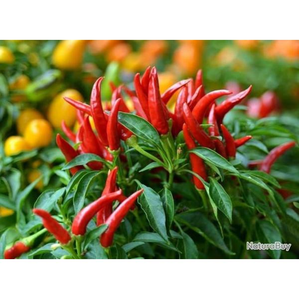 25 Graines de Piments Oiseau - l�gumes jardins potager- semences paysannes reproductibles - SemiSauv