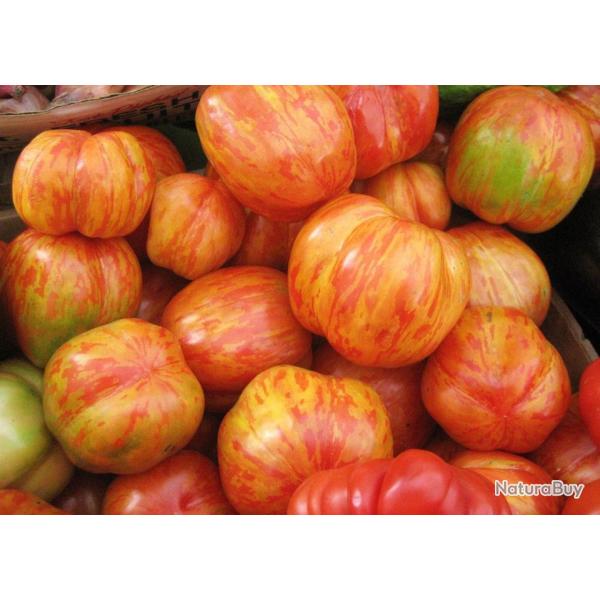 30 Graines de Tomate Tigerella - l�gumes semis potager - semences paysannes reproductibles - SemiSau