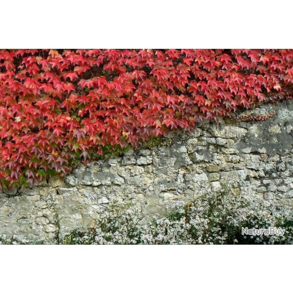 10 Graines de Vigne vierge - plante ornementale fa�ade d�corative - semences paysannes reproductible