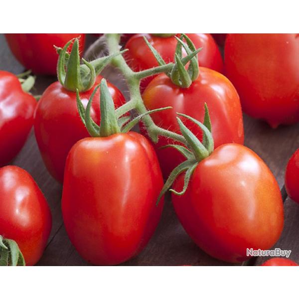 35 Graines de Tomate Roma - l�gume ancien - semences paysannes reproductibles - SemiSauvage