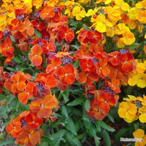 150 Graines de Girofl�e Naine - fleurs plante jardin - semences paysannes reproductibles - SemiSauva