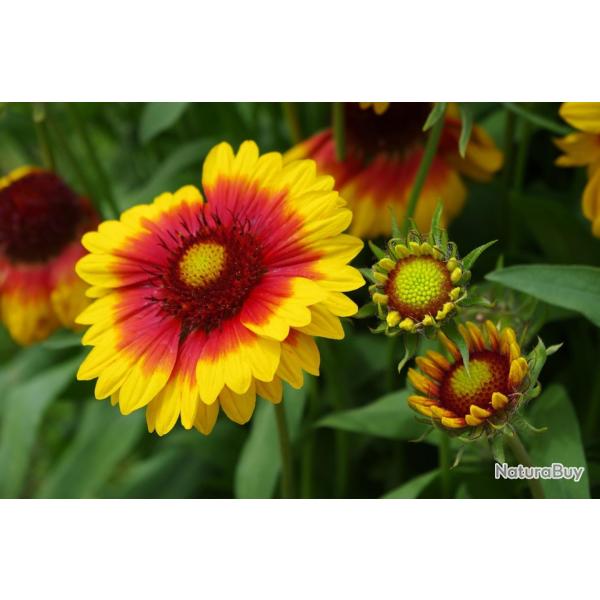 100 Graines de Gaillarde - fleurs plantes vivace - semences paysannes reproductibles - SemiSauvage