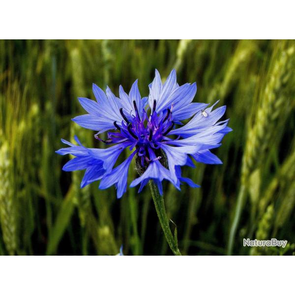 100 Graines de Bleuet - fleurs plante mellif�re jardin- semences paysannes reproductibles - SemiSauv