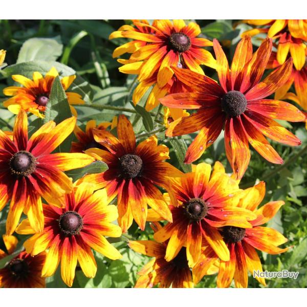300 Graines de Rudbeckia Gloriosia Daisy - semences paysannes reproductibles - SemiSauvage