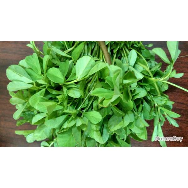 150 Graines de Fenugrec - plante m�dicinale l�gume - semences paysannes reproductibles - SemiSauvage
