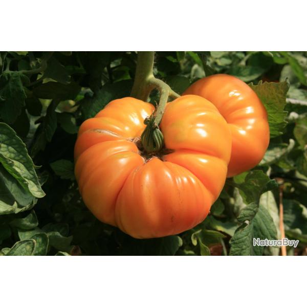 25 Graines de Tomate Ananas - L�gume ancien potager - semences paysannes reproductibles - SemiSauvag