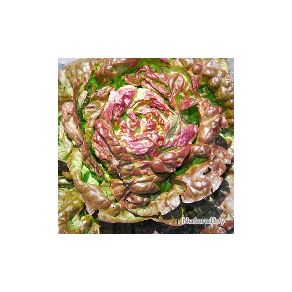 300 Graines de Laitue Merveille des 4 Saisons - l�gumes ancien - semences paysannes reproductibles -