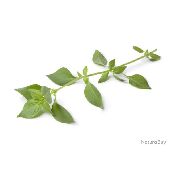 150 Graines de Basilic Citron - plante aromatique - jardin potager - semences paysannes reproductibl