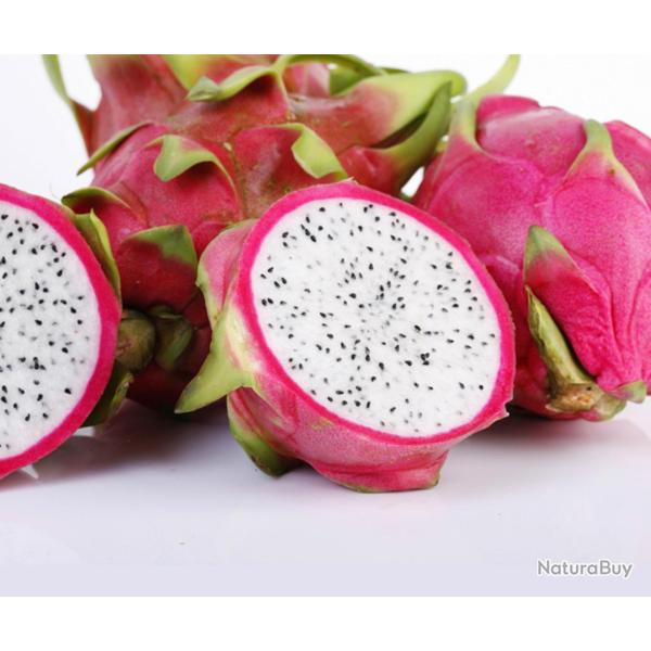 60 Graines de Fruit du Dragon Pitaya - cactus jardin- semences paysannes reproductibles - SemiSauvag