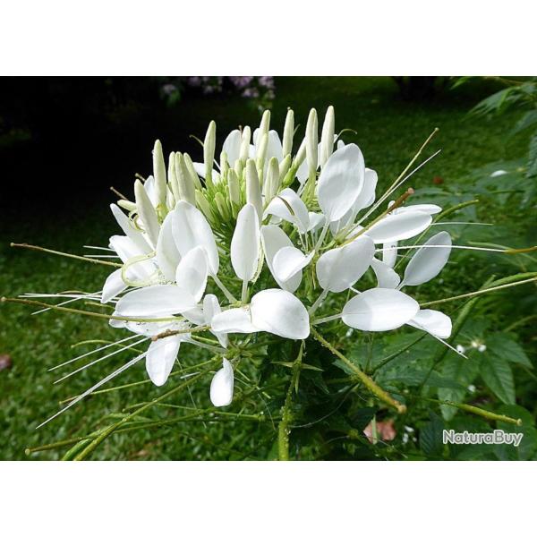 250 Graines de Cl�ome Blanche- fleurs plantes- semences paysannes reproductibles - SemiSauvage