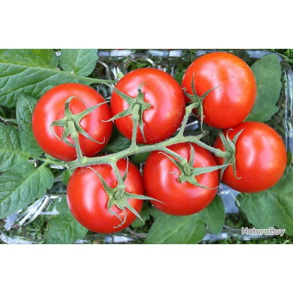 35 Graines de Tomate Moneymaker - L�gume jardin potager - semences paysannes reproductibles - SemiSa