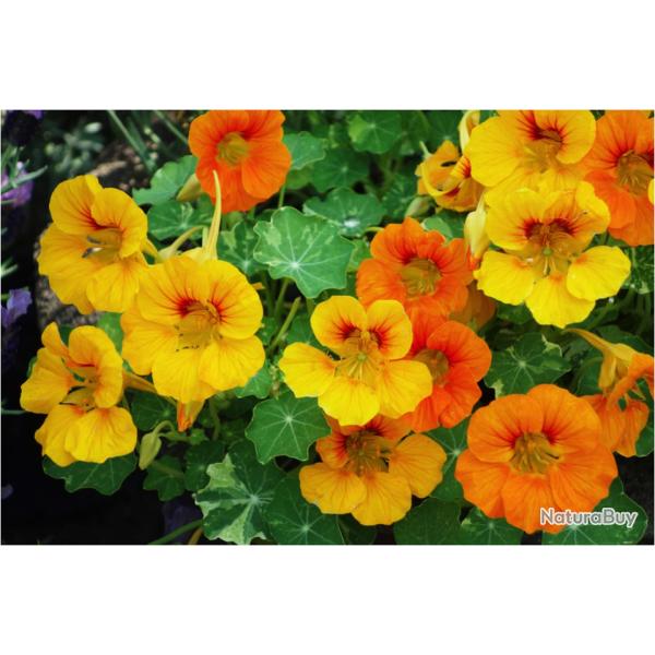 15 Graines de Capucine Naine - fleurs jardins amie potager- semences paysannes reproductibles - Semi