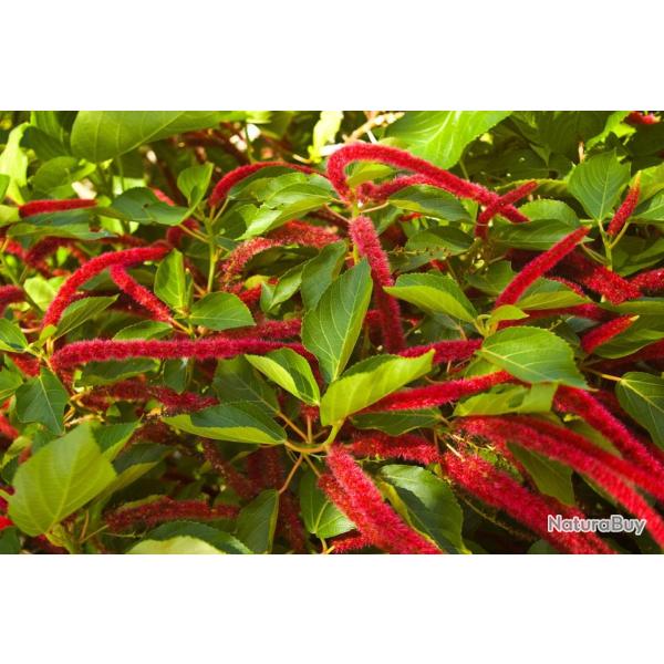 1000 Graines d'Amarante - fleurs jardins plantes - semences paysannes reproductibles - SemiSauvage