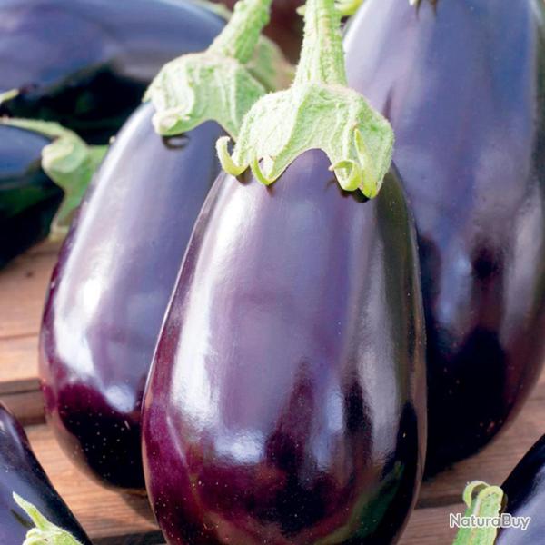 60 Graines d'Aubergine Black Beauty - l�gume jardin potager - semences paysannes reproductibles - Se