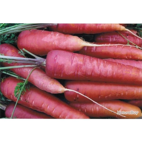 250 Graines de Carotte Longue Rouge Sang - l�gumes ancien potager - semences paysannes reproductible