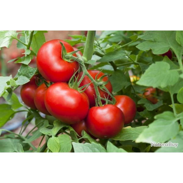 25 Graines de Tomate Merveille des March�s - l�gume ancien - semences paysannes reproductibles - Sem