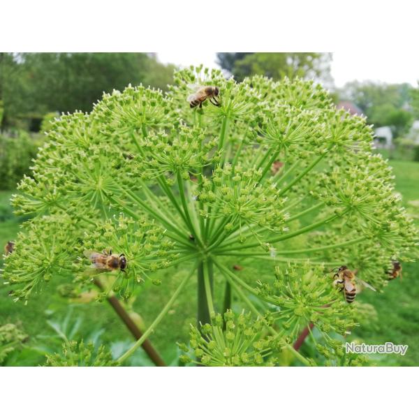 30 Graines d'Ang�lique Officinale - plante aromatique - semences paysannes reproductibles - SemiSauv
