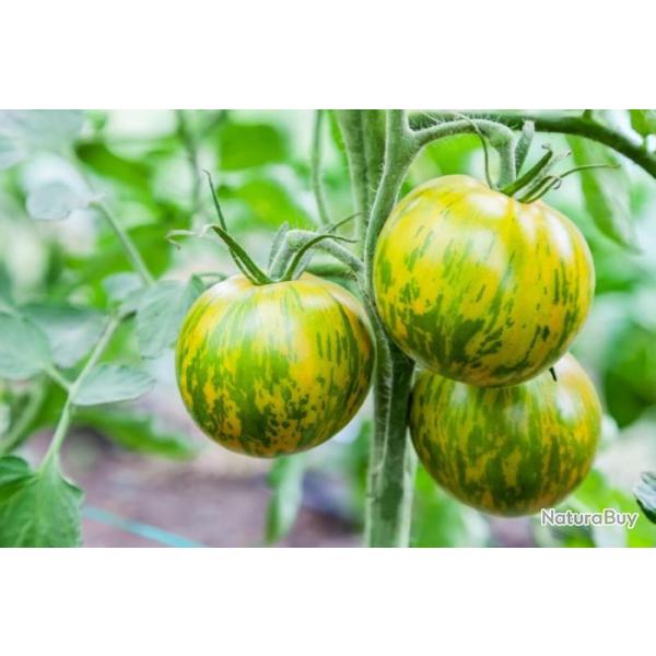 25 Graines de Tomate Zebra - V�ritable l�gume ancien - semences paysannes reproductibles - SemiSauva