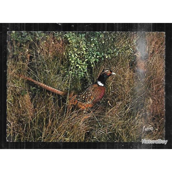 en sologne rencontre , faisan et poule faisane cpm