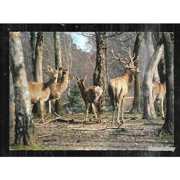 en sologne la harde de cerfs et de biches  cpm