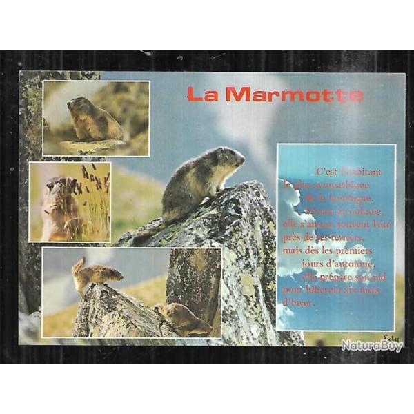 la marmotte multivues  cpm