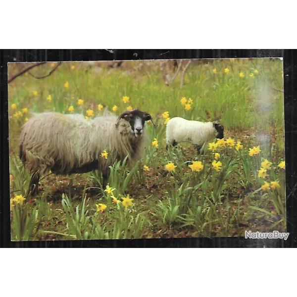 mouton t�te noire black faced of the scottish highlands cpm