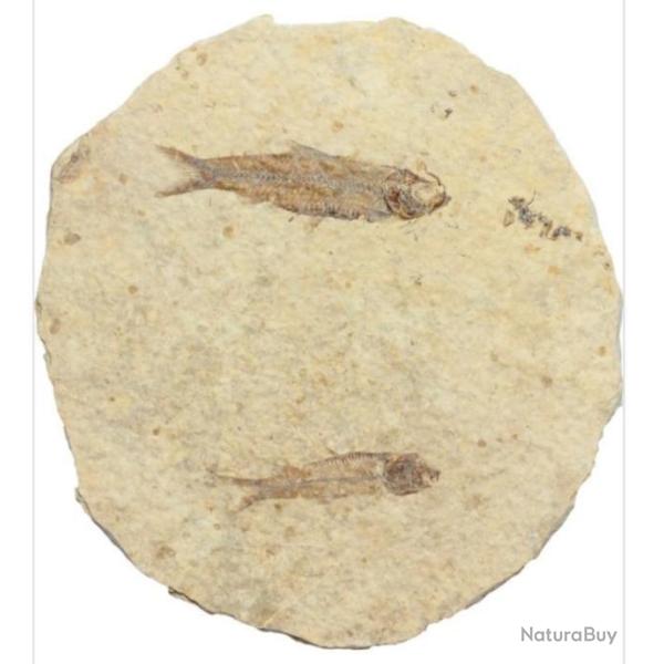 Jurassic Fossile : deux poissons de la p�riode �oc�ne. (Environ 50 millions d'ann�es)