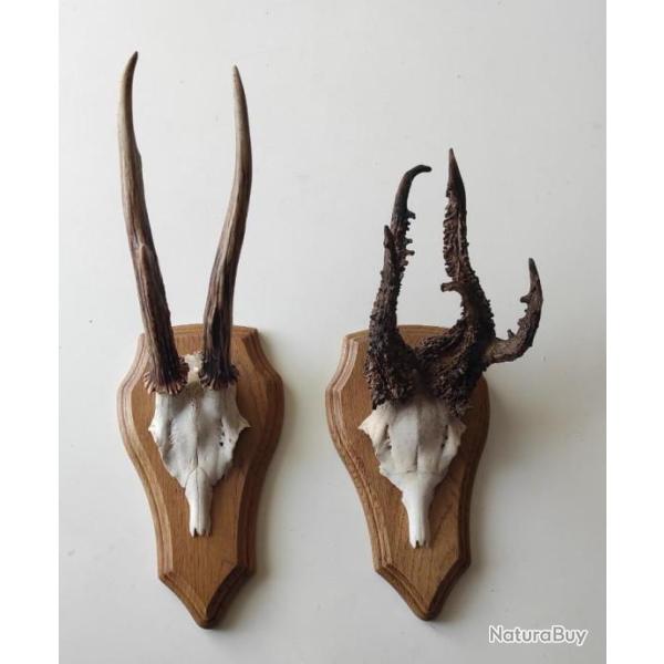 Lot de deux Massacres athypiques de brocards