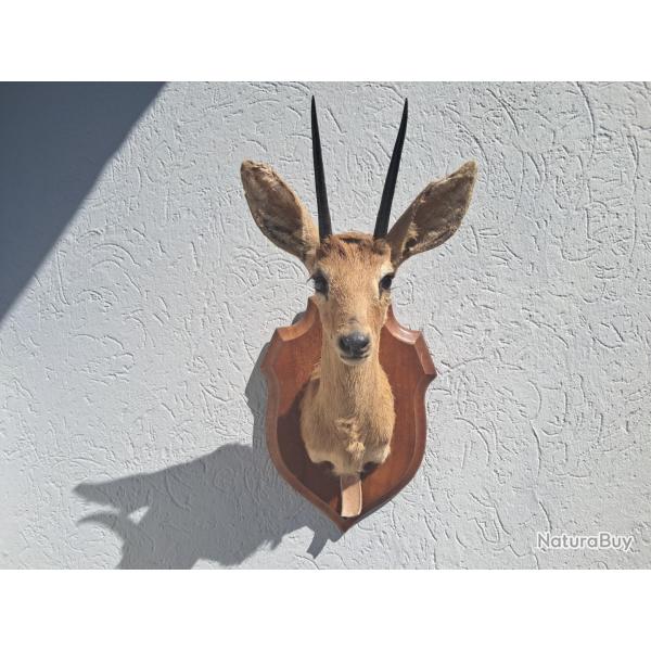 Taxidermie de Steenbok ; Raphicerus campestris