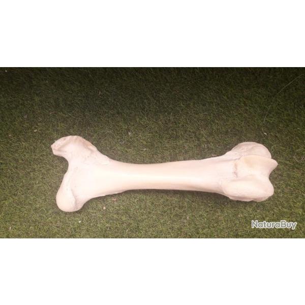 Fmur de Girafe ; Giraffa camelopardalis #F1