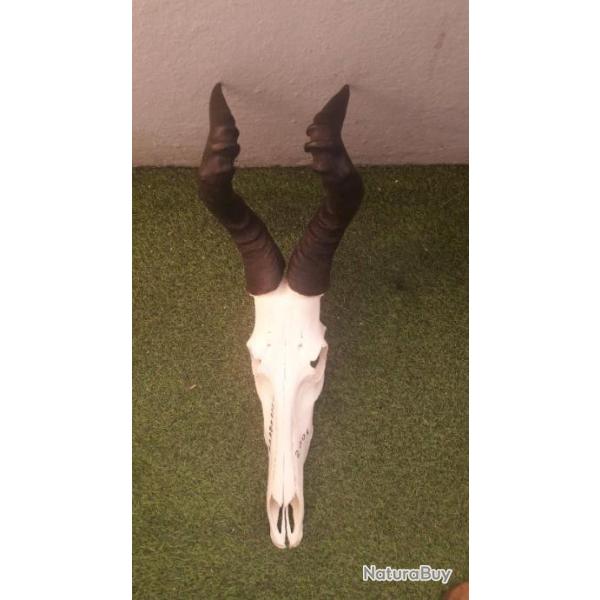 Cr�ne de Bubale avec pathologie ; Alcelaphus buselaphus