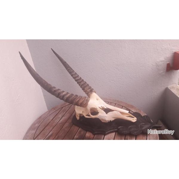 Troph�e de Cobe defassa sur �cusson for�t noire ; Waterbuck