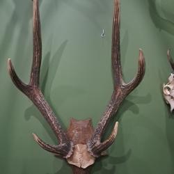 Troph&eacute;e de cerf de Java / Rusa deer ; Rusa timorensis #1808