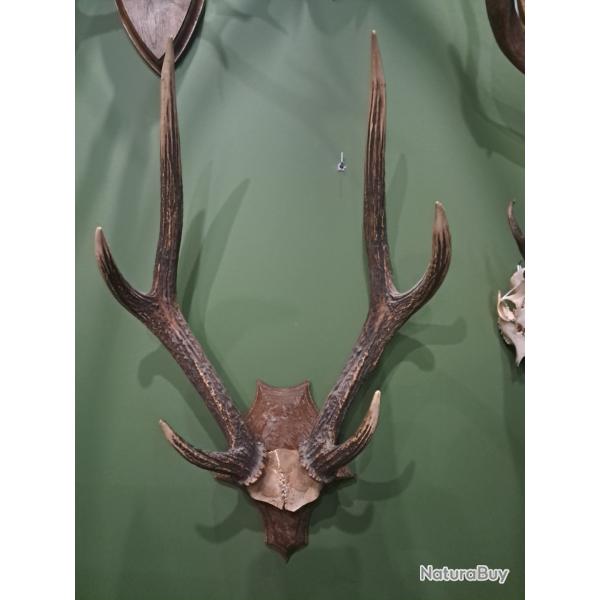 Troph�e de cerf de Java / Rusa deer ; Rusa timorensis #1808
