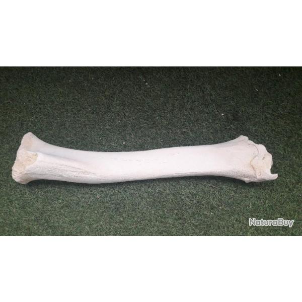 Tibia de Girafe ; Giraffa camelopardalis #T2