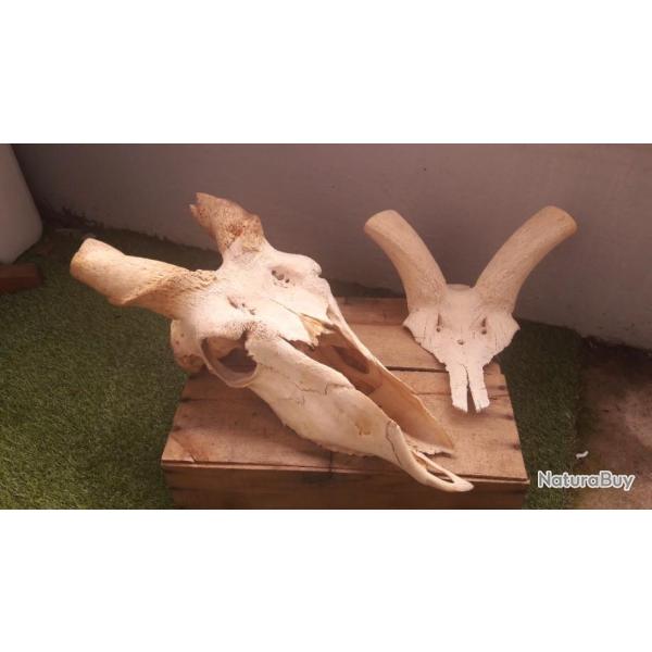 Lot de 2 cr�nes ( Eland / grand Kudu ) grade Artisanal