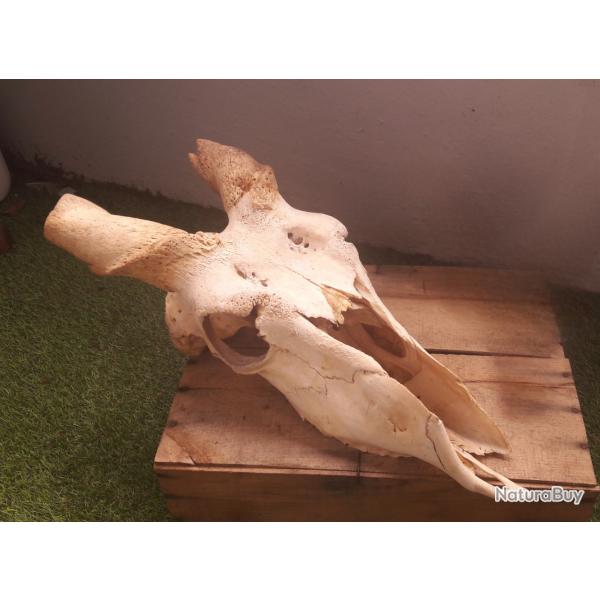 Cr�ne d' Eland du Cap #A5