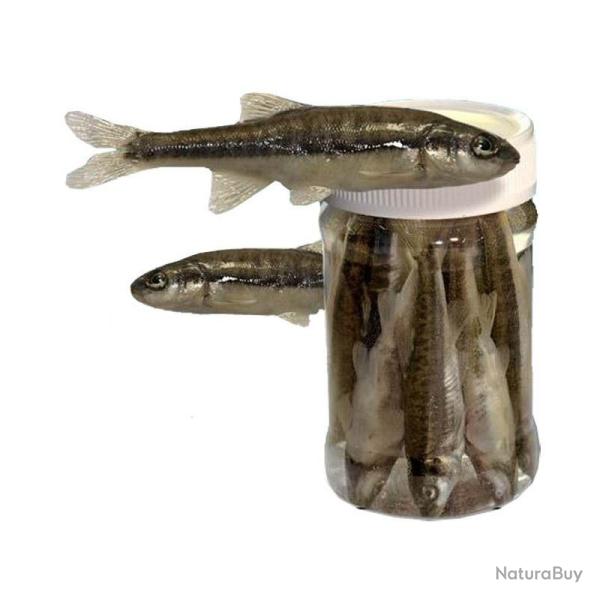 VAIRON EN POT 8 A 10 PIECES