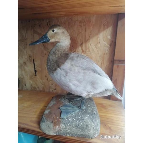 Femelle de milouin � dos blanc